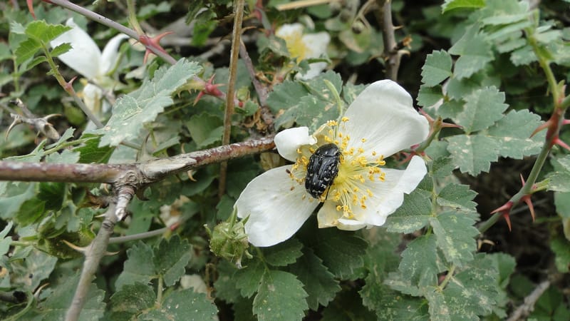 Rosa elymaitica, A. G. Miller 121.3--Iraq. Kurdistan. Shakh-i Pira Magun. 9 June 2010. 272 (12).jpg