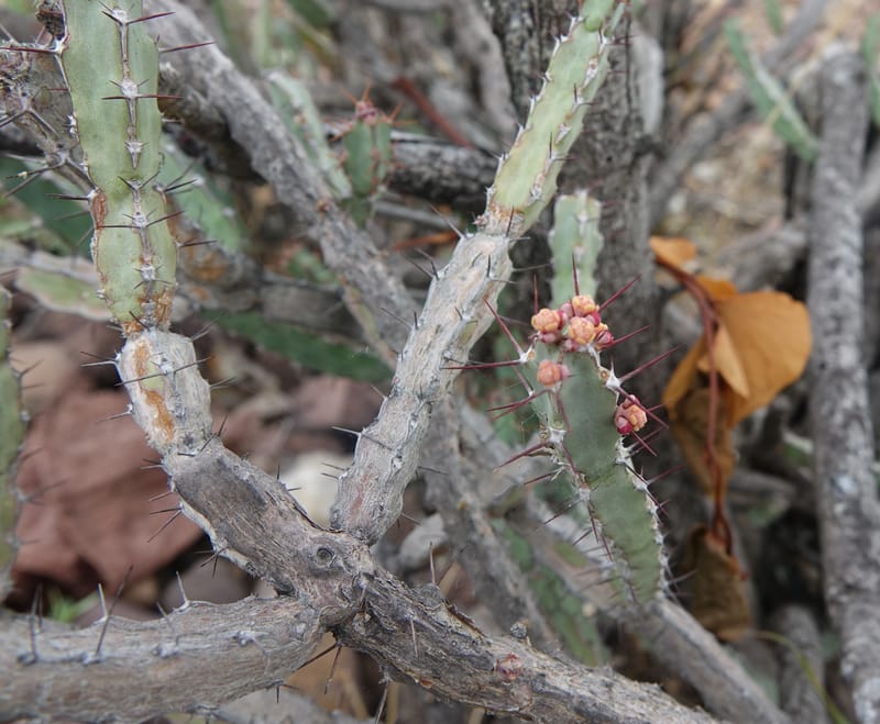 Euphorbia subsalsa subsp. fluviatilis, Nanyenia 1191--Namibia. Dry waterfal. 20 Mar 2018. DSC01925 (25).JPG