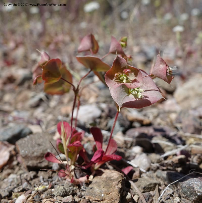 Oxytheca perfoliata, Davidson, C 13128--California. Inyo Co. Mahogany-Wild Rose Rd. 19 Apr 2016.  (152).JPG