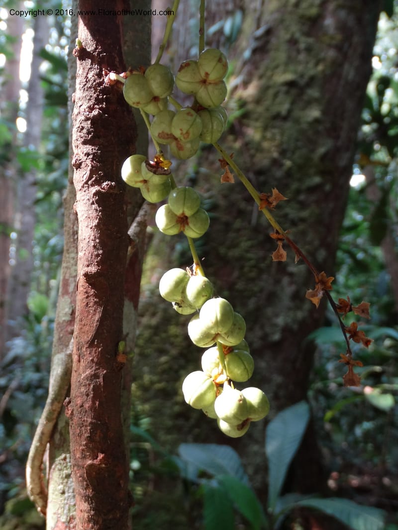 Agrostistachys longifolia, Davidson, C 12889--Sabah. Sapa Paya For. Res. 23 Mar 2015. DSC00001 (148).JPG