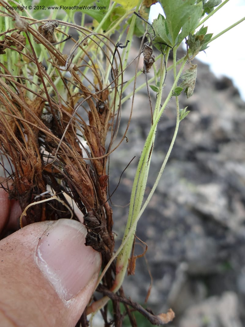 Drymocallis pseudorupestris, Davidson, C 12083--ID. Valley Co. Elk Summit. 7 Aug 2012. DSC04187 (108).JPG