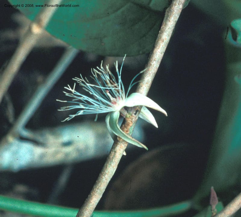 Ryania speciosa, CDavidson3642--Peru. Loreto. Pena Negra, ca. Iquitos. 20 Nov 75. 002.jpg