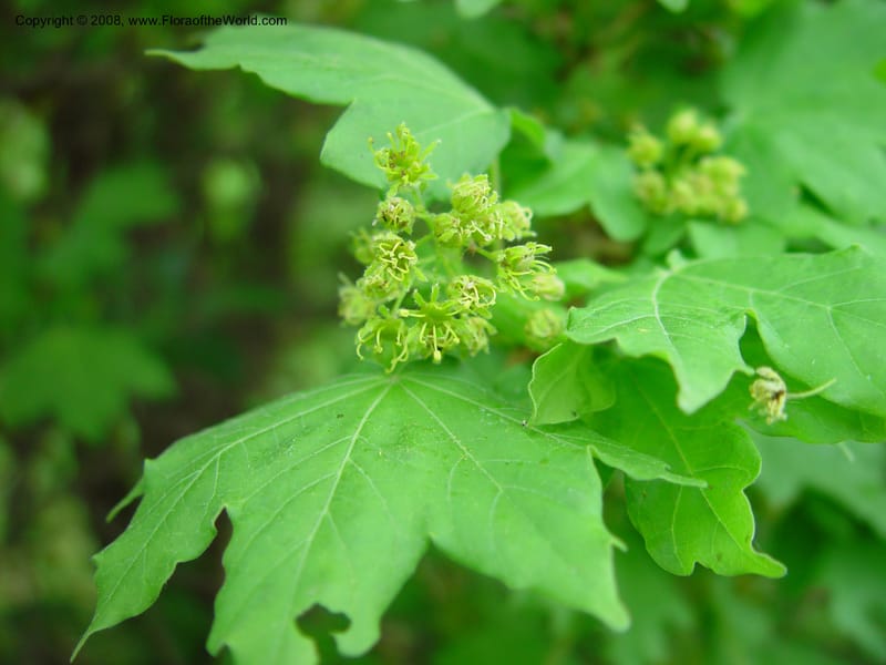 Acer platanoides--Italy. Abruzzo. Parque Naz. Majella. 8 May 03. 058.jpg