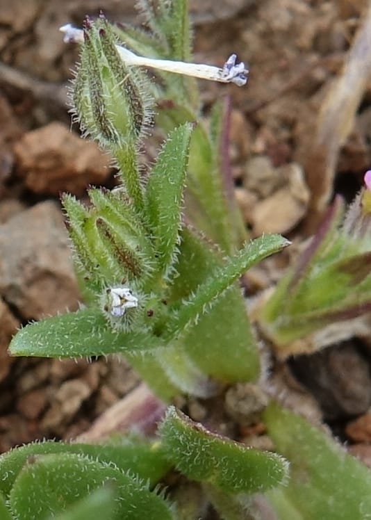 Microsteris gracilis var. humilior, C. Davidson 13566--ID. Blaine Co. Rock Creek Preserve. TNC. 14 May 2017. DSC00477 (118).JPG