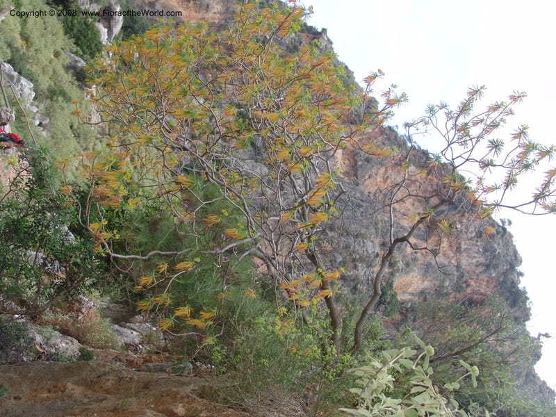 Euphorbia dendroides--Crete. Ep. Kisamos. Sirikari Gorge. 25 May 05. 220.jpg