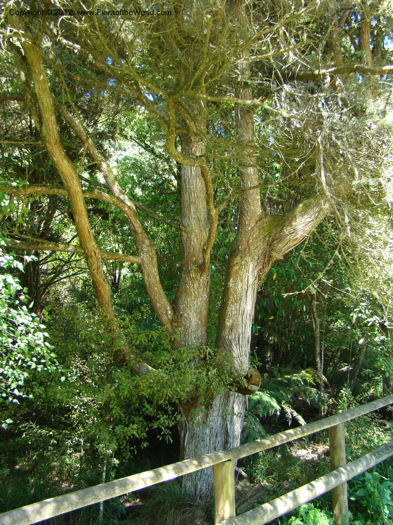 Podocarpus totora, C. Gemmill 646--New Zealand. Waikato Distr. Puke Moke Moke Res. 26 Nov 07. 138 (9).jpg