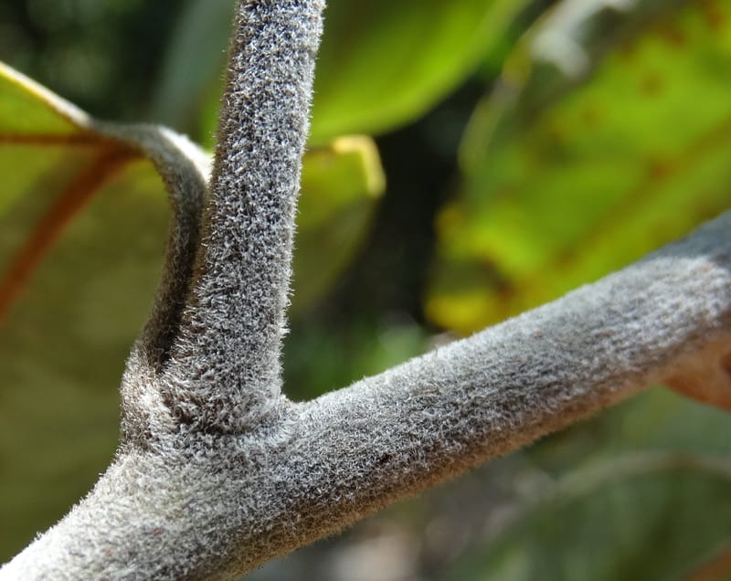 Cryptocarya turrilliana, Lowry, P 7352--Fiji. Nabouwalu Rd. 5 Nov 2015. DSC09606 (14).JPG