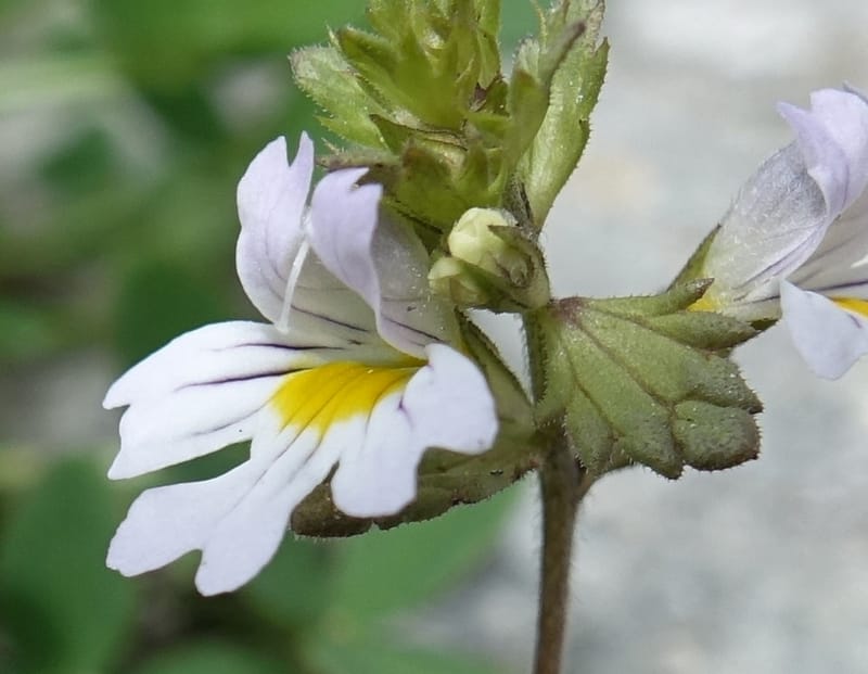Euphrasia alpina, Not collected--Switzerland. Sass Almagell. Lac Mattmark. 3 Jul 2016. DSC08449 (37).JPG