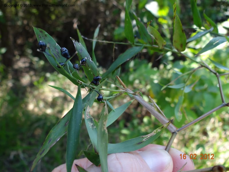 Lasiacis sp. unk., Martinez-Melendez, M 405--Mexico, Chiapas, Palenque 16 Feb 2012  2945 (1).JPG
