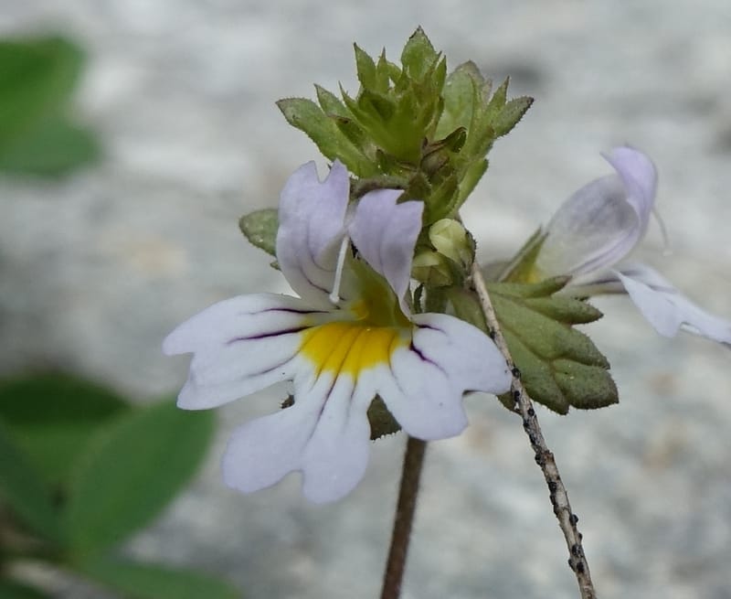 Euphrasia alpina, Not collected--Switzerland. Sass Almagell. Lac Mattmark. 3 Jul 2016. DSC08449 (32).JPG