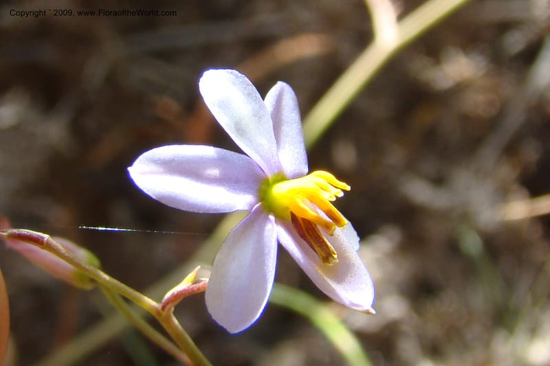 South Africa. Cape Prov. Kogelberg Nat. Res. 21 Jan 09. 190.jpg