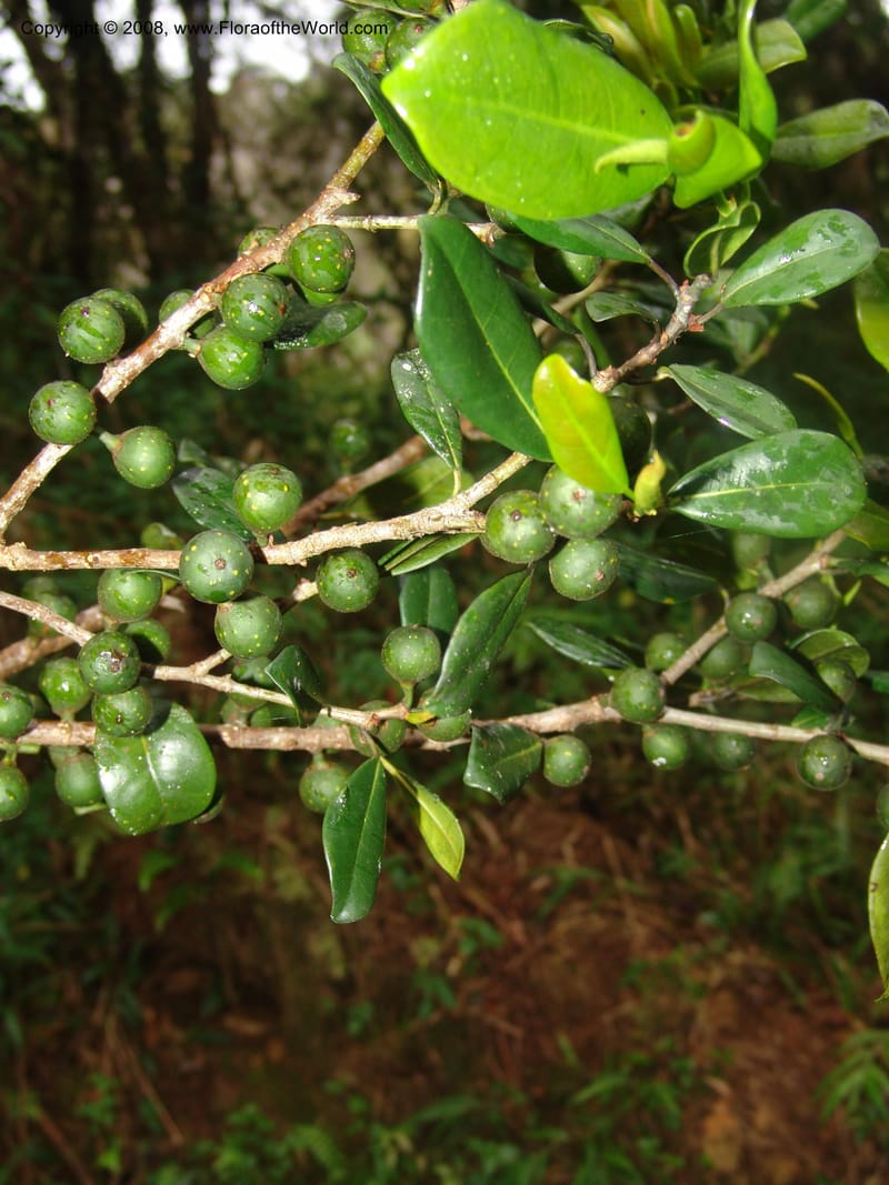 Ficus pyrifolia vel aff., RRanaivojaona1298--Madag. Prov. Fianar. Ranomafana Nat. Pk. 10 Jan 06. 127.jpg