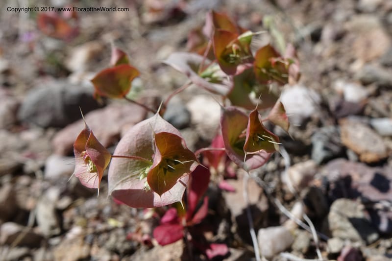 Oxytheca perfoliata, Davidson, C 13128--California. Inyo Co. Mahogany-Wild Rose Rd. 19 Apr 2016.  (155).JPG