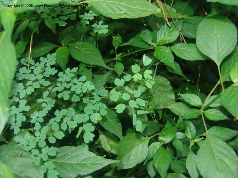 Thalictrum rhynchocarpum--So.Africa. Mpumal. Moodie Mts.  18 Mch 05. 008.jpg