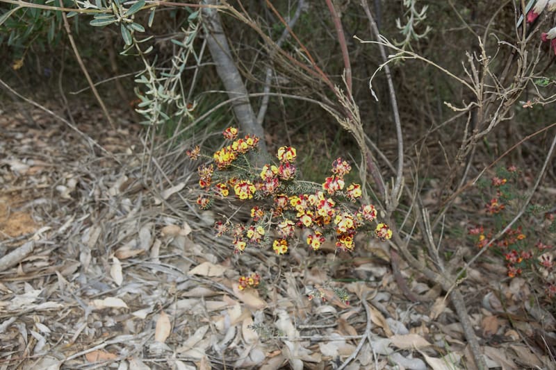 Pultenaea verruculosa, Davidson, C 13524--Australia. W. A. Trail to Mt. Hassell. 30 Oct 2016. DSC07078 (92).JPG