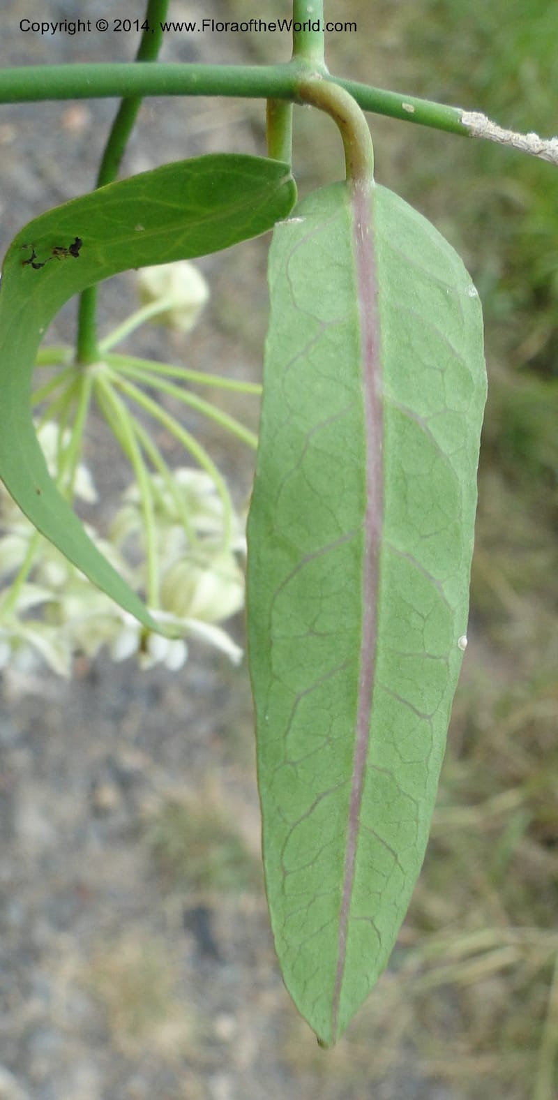 Funastrum clausum, Stevens, W.D. 31011, Transchaco, 13 Mar 2011 1156 (16).JPG