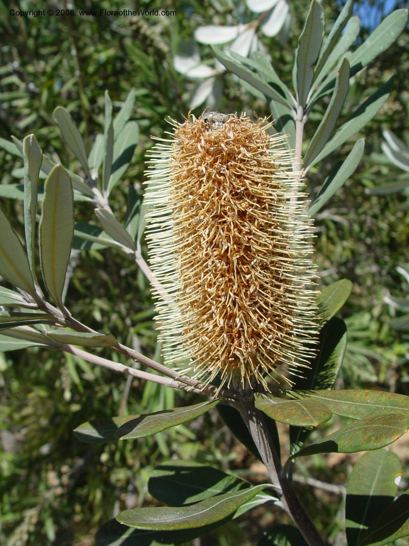Banksia integrifolia, 1999.00423--Spain. Barcelona Botanic Garden. 21 Apr 04. 056.jpg