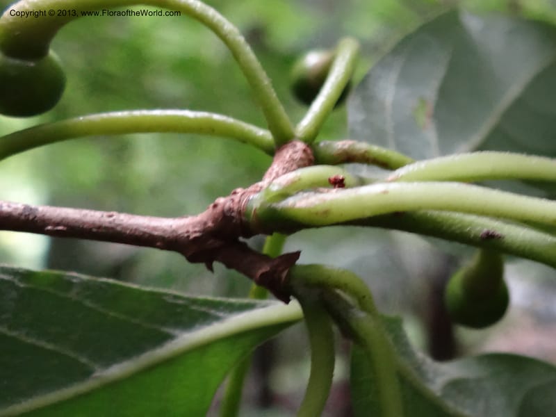 Lindera chienii, Davidson, C 11955--China. Zhejiang Priv. Tian Mu Shan. 31 May 2012. DSC00927 (153).JPG