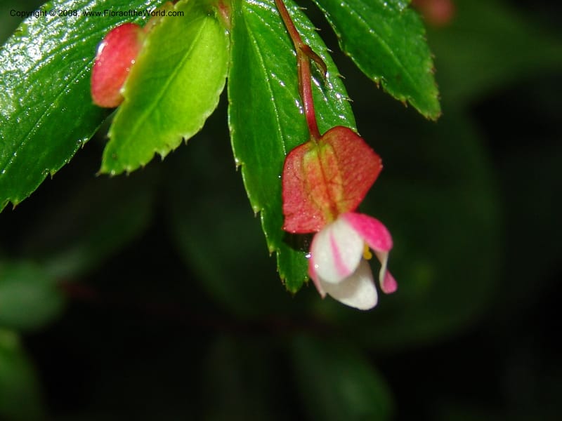 Begonia foliosa, Croat94639--Ecuador. Prov. Pichincha. Nono-Tandayapa. 14 Feb 05. 295.jpg