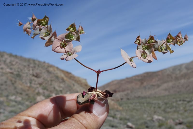 Oxytheca perfoliata, Davidson, C 13128--California. Inyo Co. Mahogany-Wild Rose Rd. 19 Apr 2016.  (142).JPG