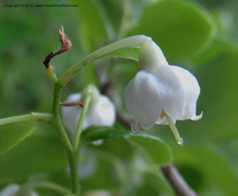 Vaccinium arboreum, Davidson, C 13042--South Carolina. Oconee Co. Tugaloo R. 19 May 2015.  (69).JPG