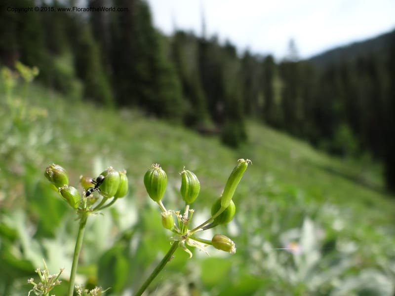 Lomatium graveolens, Mansfield, D 12-598--ID. Bear Lake Co. Mt. Sherman. 13 Jul 2012. DSC03473 (25).JPG