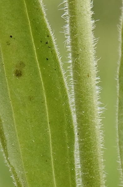 Arnica sororia, C. Davidson 13758--Oregon. Wallowa Co. Zumwalt.Trail Cr. Rd. 4 Jun 2018. DSC04078 (289).JPG