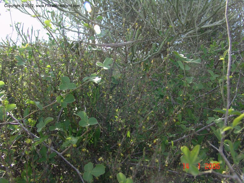 Secamonopsis microphylla, Ranaivojaona, R 1338-Madagascar, 14 Jan 2006 014 (4).jpg