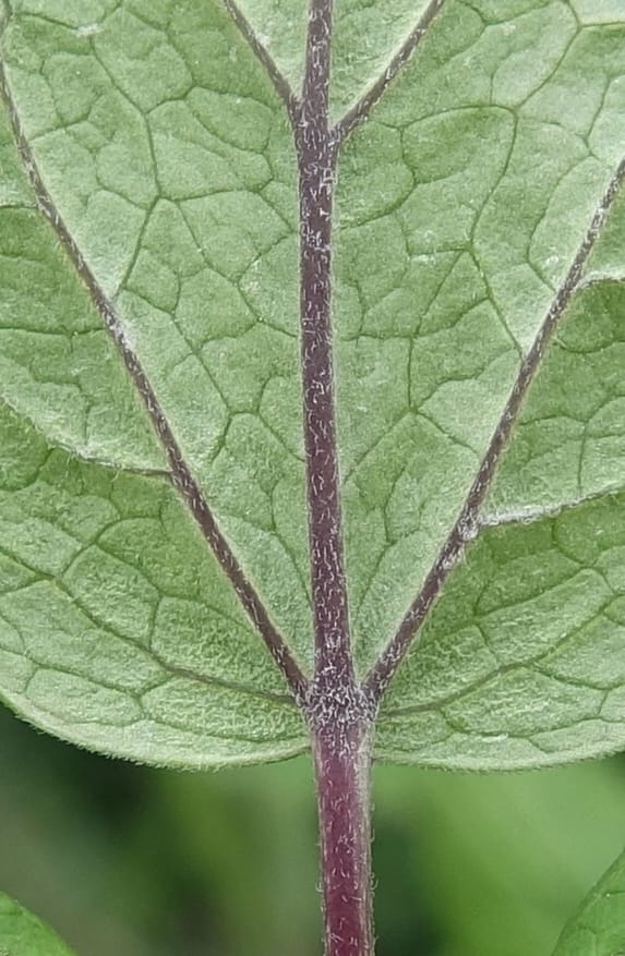 Cimicifuga, C. Davidson 13734--China. Yunnan. Zhongdian Xian. 9 Aug 2017. DSC03874 (218).JPG