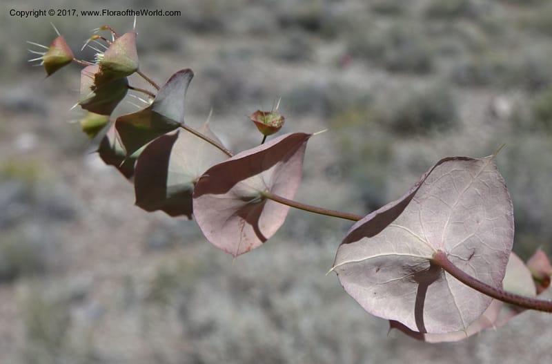 Oxytheca perfoliata, Davidson, C 13128--California. Inyo Co. Mahogany-Wild Rose Rd. 19 Apr 2016.  (145).JPG