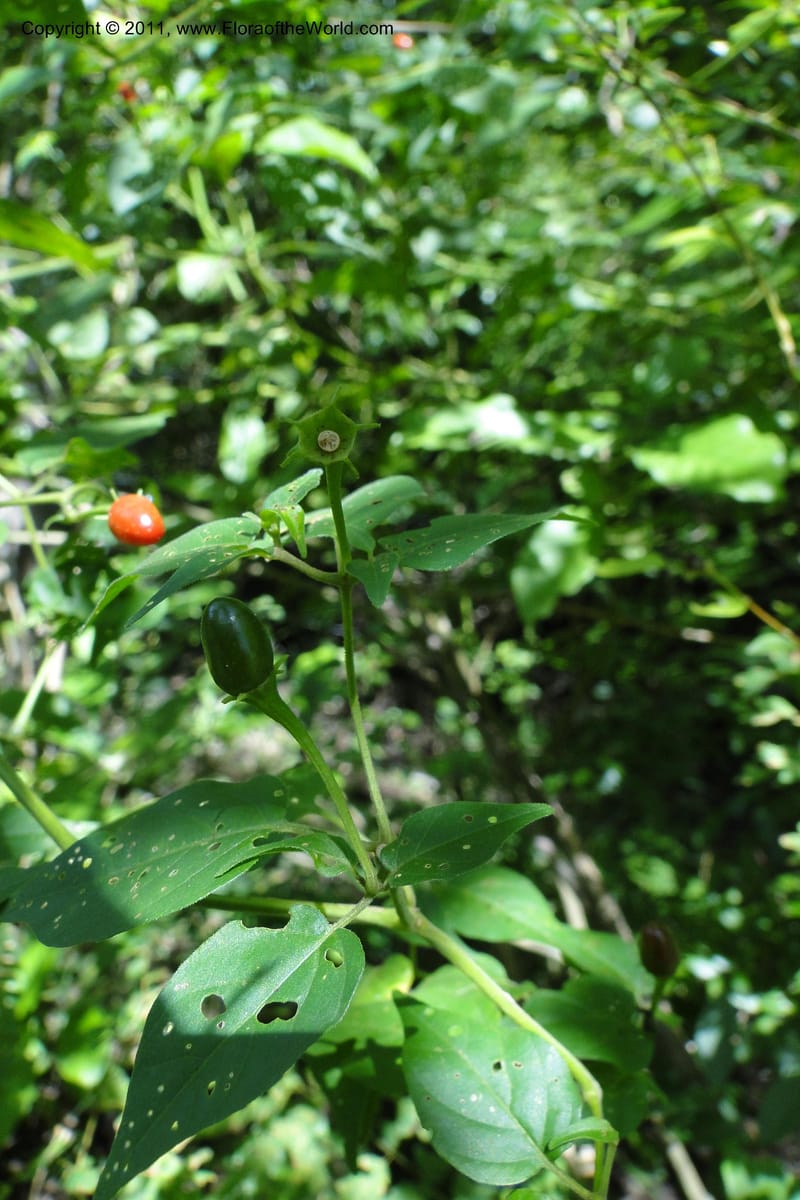 Capsicum, W. D. Stevens 31295--Paraguay. Edo. Concepcion. Garay Cue. 21 Mar 2011. 121 (5).jpg