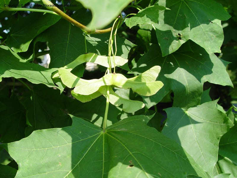 Acer platanoides--PA. Longwood Garden. 25 Jun 03. 098.jpg