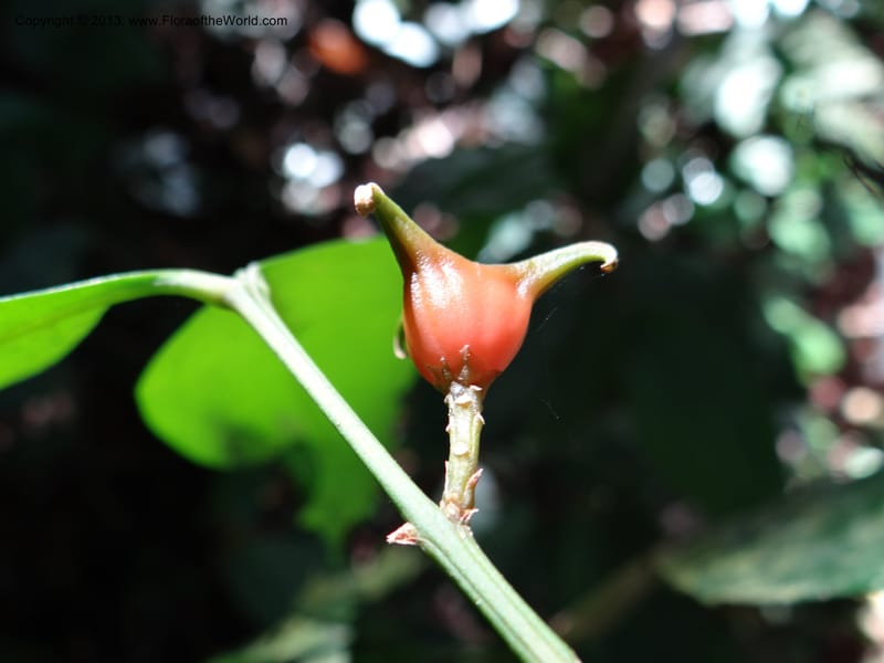 Buxus, VC 5617--Thailand. Surat Thani Prov. Khlong Phanom Nat. Park. 15 Nov 2012. (228).JPG