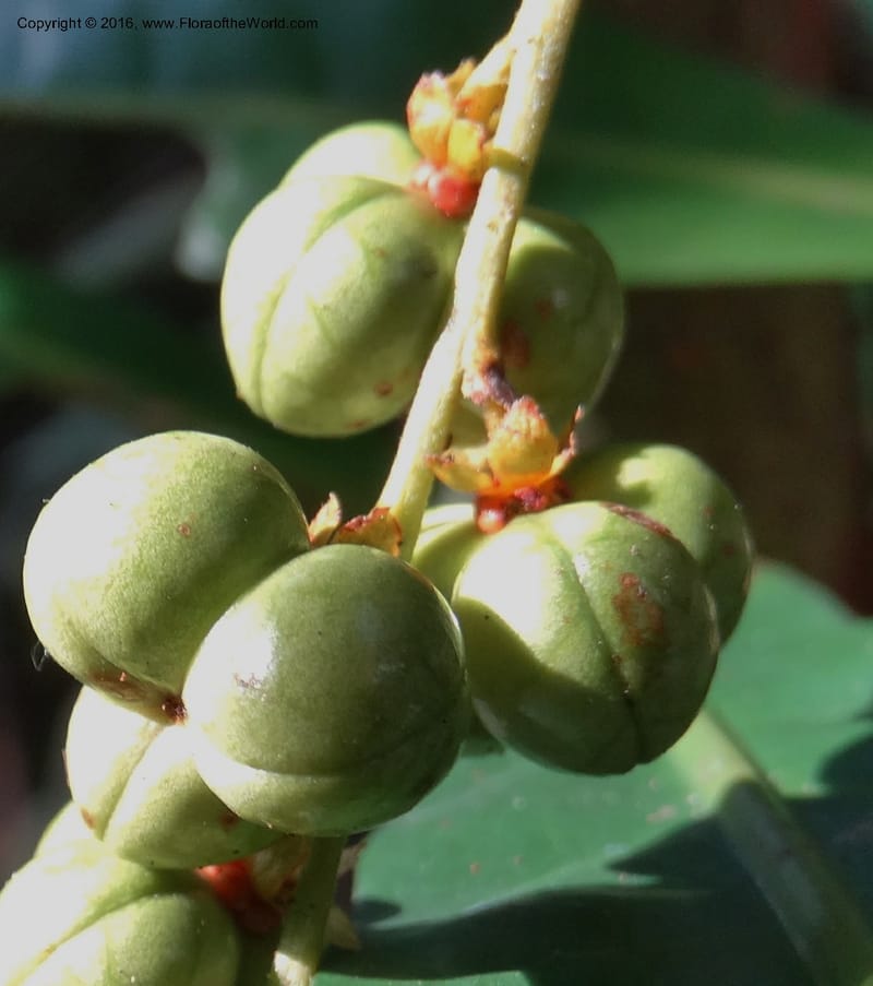 Agrostistachys longifolia, Davidson, C 12889--Sabah. Sapa Paya For. Res. 23 Mar 2015. DSC00001 (151).JPG