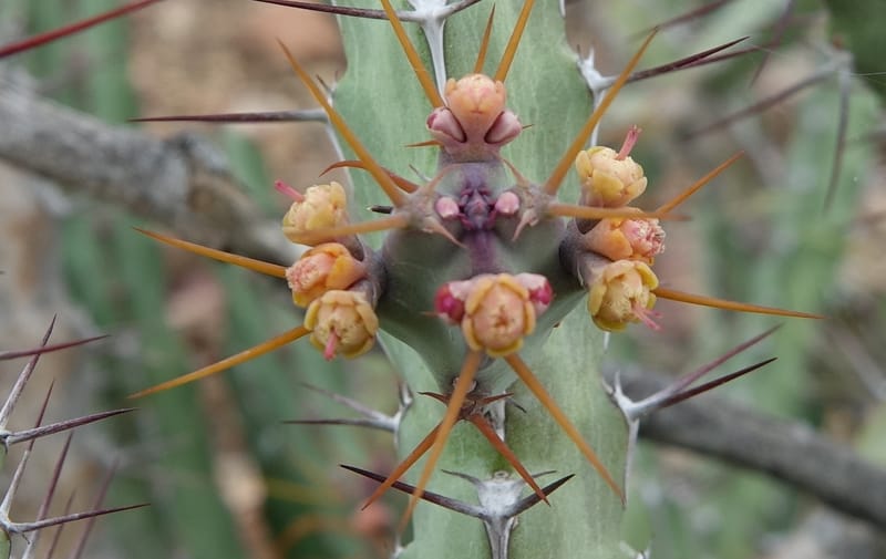 Euphorbia subsalsa subsp. fluviatilis, Nanyenia 1191--Namibia. Dry waterfal. 20 Mar 2018. DSC01925 (16).JPG