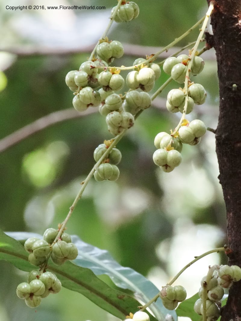 Agrostistachys longifolia, Davidson, C 12889--Sabah. Sapa Paya For. Res. 23 Mar 2015. DSC00001 (145).JPG