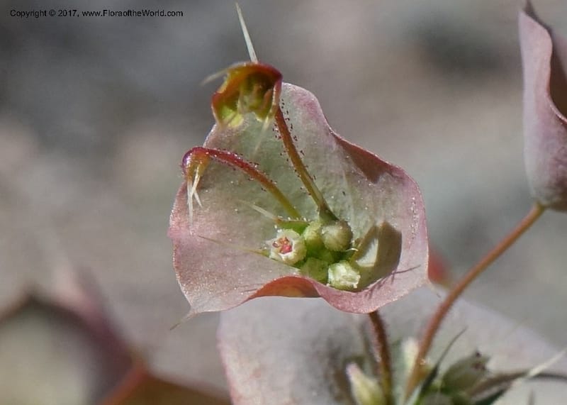 Oxytheca perfoliata, Davidson, C 13128--California. Inyo Co. Mahogany-Wild Rose Rd. 19 Apr 2016.  (132).JPG