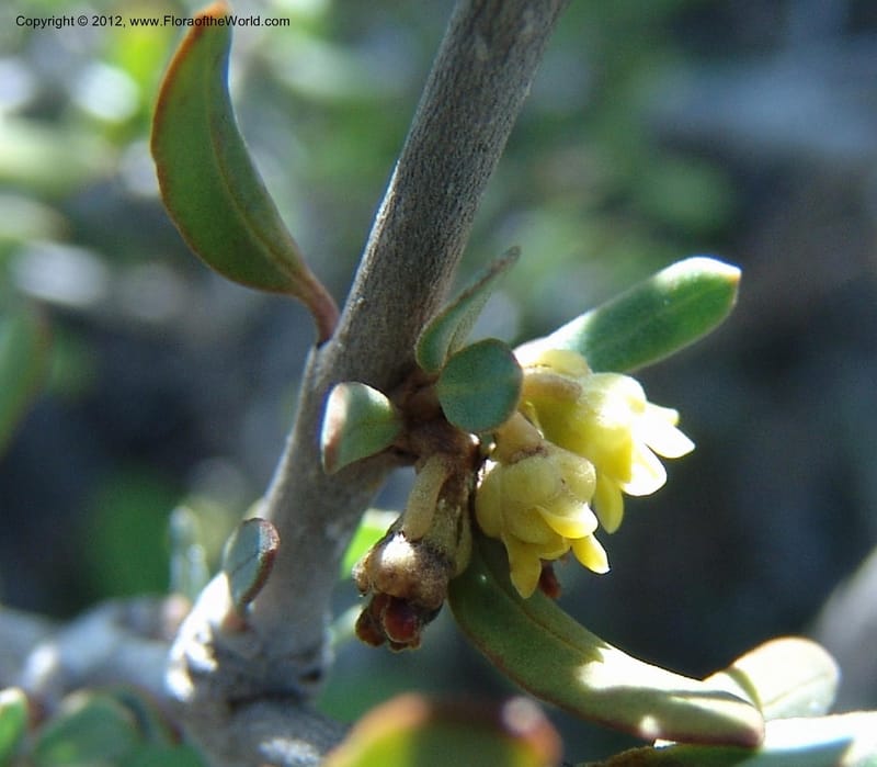 Secamonopsis microphylla, Ranaivojaona, R 1338-Madagascar, 14 Jan 2006 014 (2).jpg