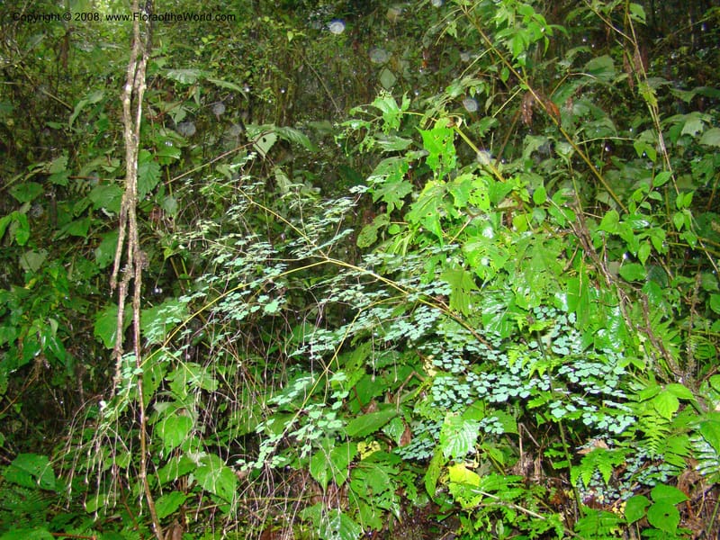 Thalictrum rhynchocarpum, RGereau7028--Tanz. Mbeya Rural Distr. Ngozi Crater. 26 Jan 08. 055.jpg