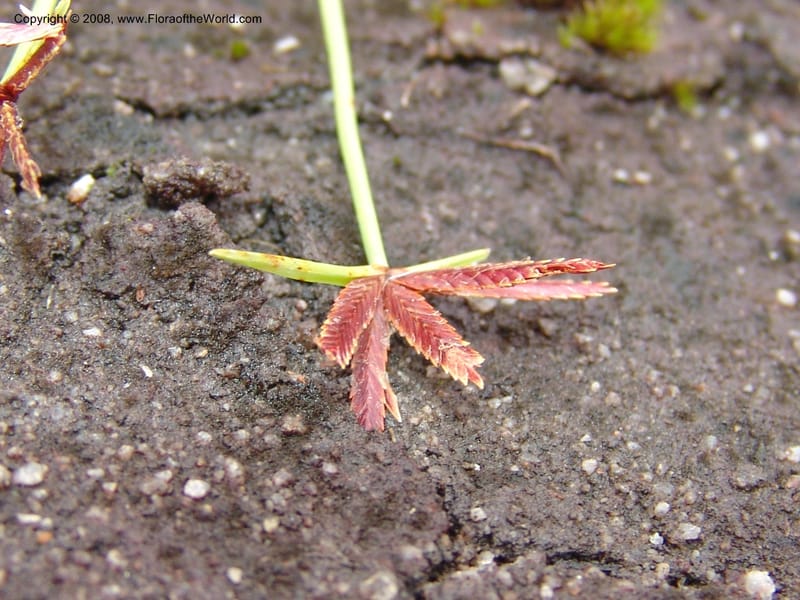 Cyperus rupestris--So.Africa. E. Cape. Umtamvuna Nat. Res. 11 Mch 05. 366.jpg