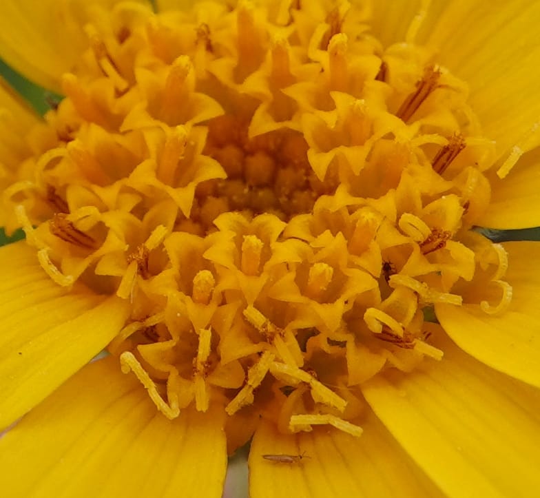 Arnica sororia, C. Davidson 13758--Oregon. Wallowa Co. Zumwalt.Trail Cr. Rd. 4 Jun 2018. DSC04078 (280).JPG
