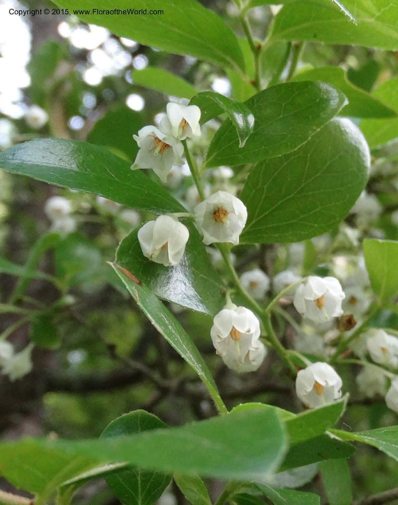 Vaccinium arboreum, Davidson, C 13042--South Carolina. Oconee Co. Tugaloo R. 19 May 2015.  (67).JPG