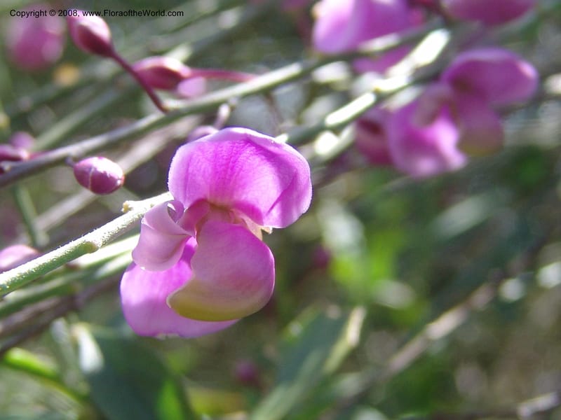 Polygala apopetala--CA. Quail Botanical Garden. 9 Apr 05. 093.jpg