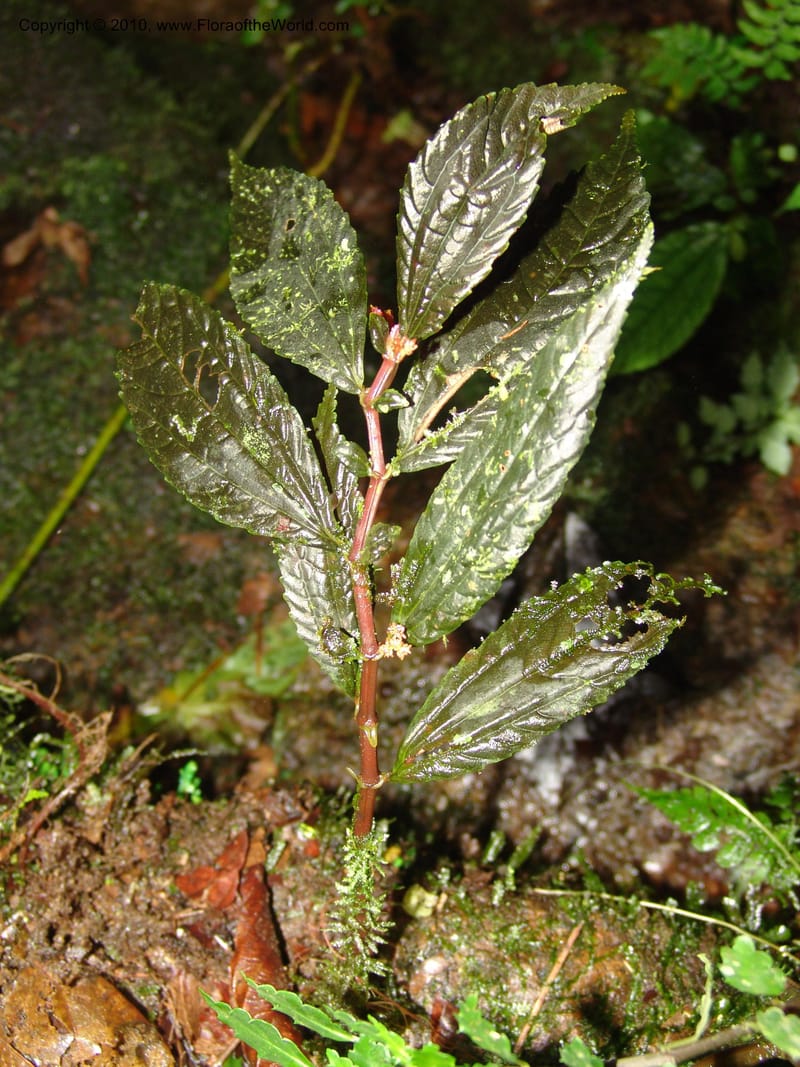 Pilea centradenioides, Croat 96284--Ecuador. Prov. Pichincha. La Union-Chiriboga-Quito. 22 Mar 06. 082.jpg