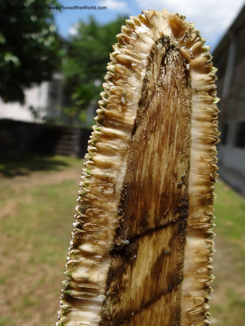 Pandanus epiphyticus, Callmander 1014--Malaysia, Sarawak. Bako Nat. Park. Beach. 31 Mar 2012. DSC06362 (119).JPG