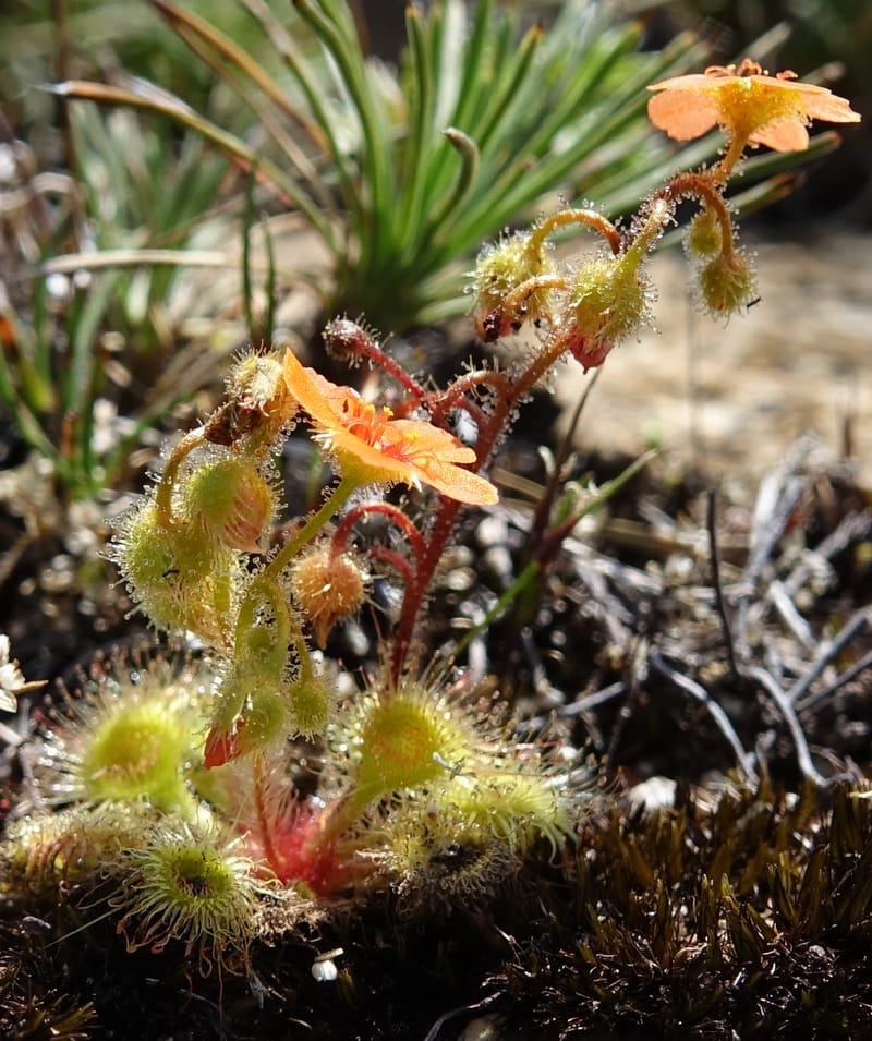Drosera glanduligera, Davidson, C 13468--Australia. W.A. Sullivan's Rock. 28 Oct 2016. DSC05796 (132).JPG