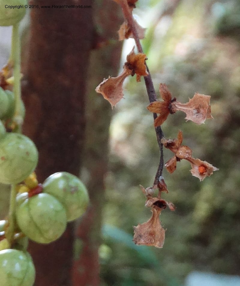 Agrostistachys longifolia, Davidson, C 12889--Sabah. Sapa Paya For. Res. 23 Mar 2015. DSC00001 (156).JPG