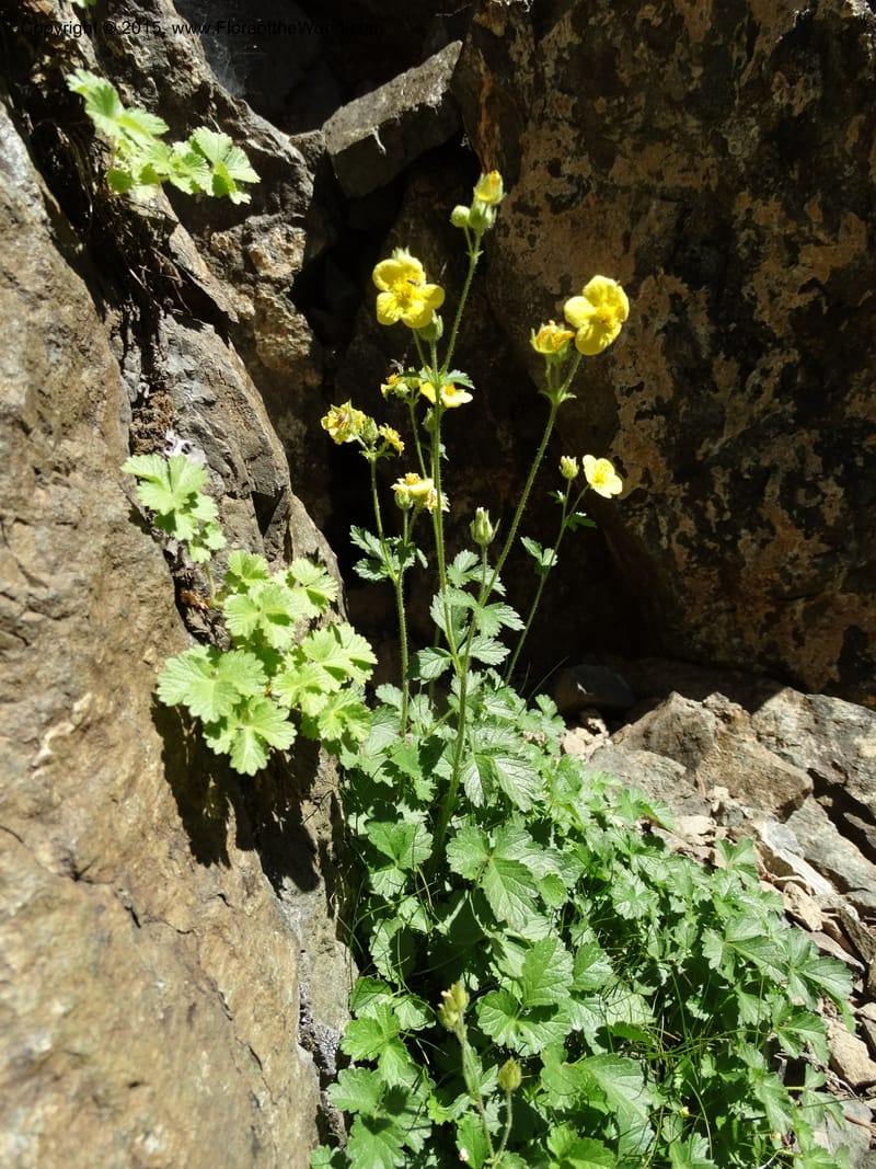 Drymocallis pseudorupestris, Davidson, C 12863--ID. Idaho Co. Seven Devils Mtns. 20 Jul 2015. DSC07745 (35).JPG