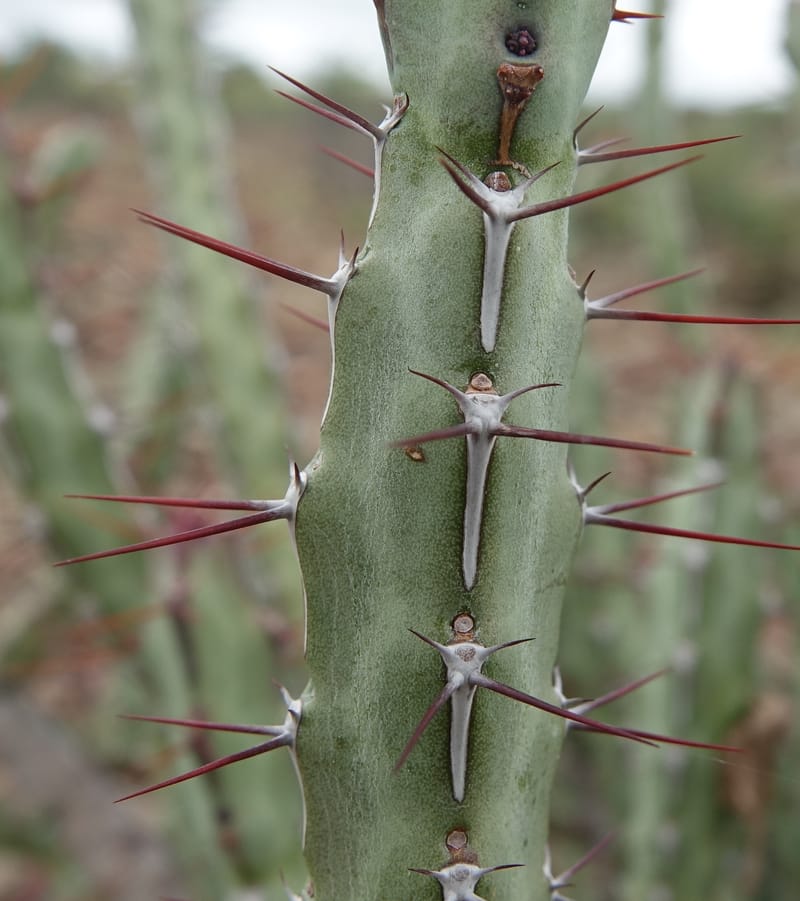 Euphorbia subsalsa subsp. fluviatilis, Nanyenia 1191--Namibia. Dry waterfal. 20 Mar 2018. DSC01925 (28).JPG