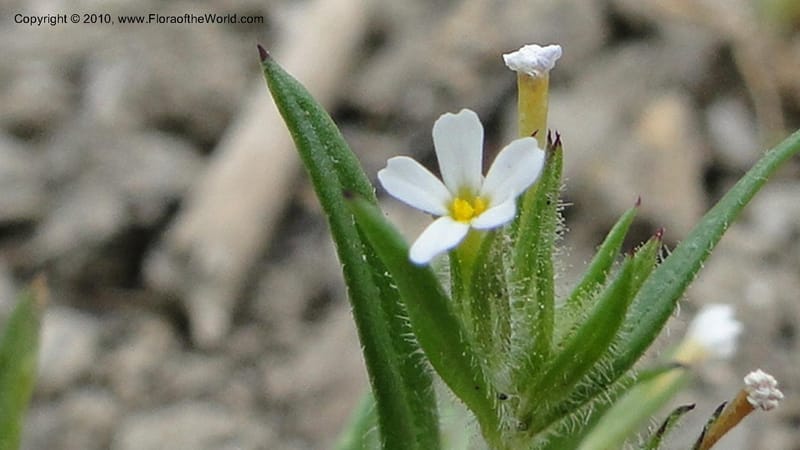 Microsteris gracilis, C. Davidson 11773--ID. Idaho Co. Warren Summit. 28 July 2010. 132 (42).jpg